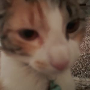 Meet your Posher, Milo